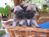 Mopsz Mopsz